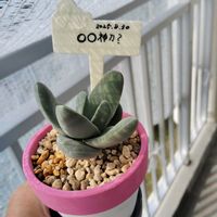 神刀,姫神刀,王妃神刀,多肉植物,クラッスラの画像