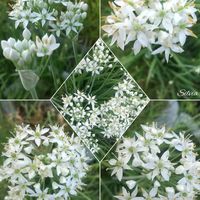 ニラ,砂漠のバラ,アデニウム 砂漠のバラ,ニラの花,花壇の画像