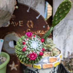 サボテン,サビサビ,サボテンの花,嬉しい,9月の画像