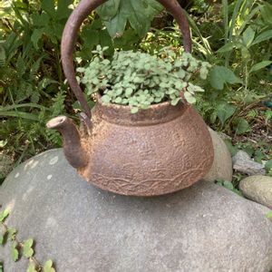 ブロウメアナ,サビサビ,グリーン,サビサビ雑貨,暑さに負けないの画像