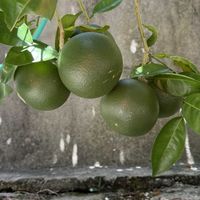 グレープフルーツ,グレープフルーツ,柑橘類,ほったらかし,沖縄の画像