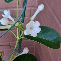 マダガスカルジャスミン,庭の画像