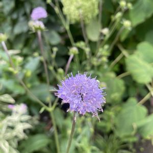 北海道,オーガニック,洞爺湖中島,ピノダディー,キャンプ飯の画像