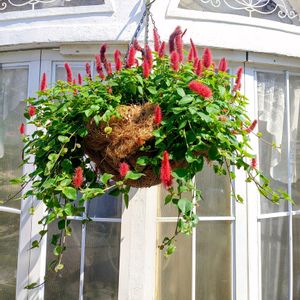 キャッツテール メメ,ハンギングバスケットの画像