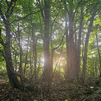 ネジバナ,結婚記念日旅行,オオタカ,毎日がSpecial,いつもありがとう　これからもよろしく！の画像