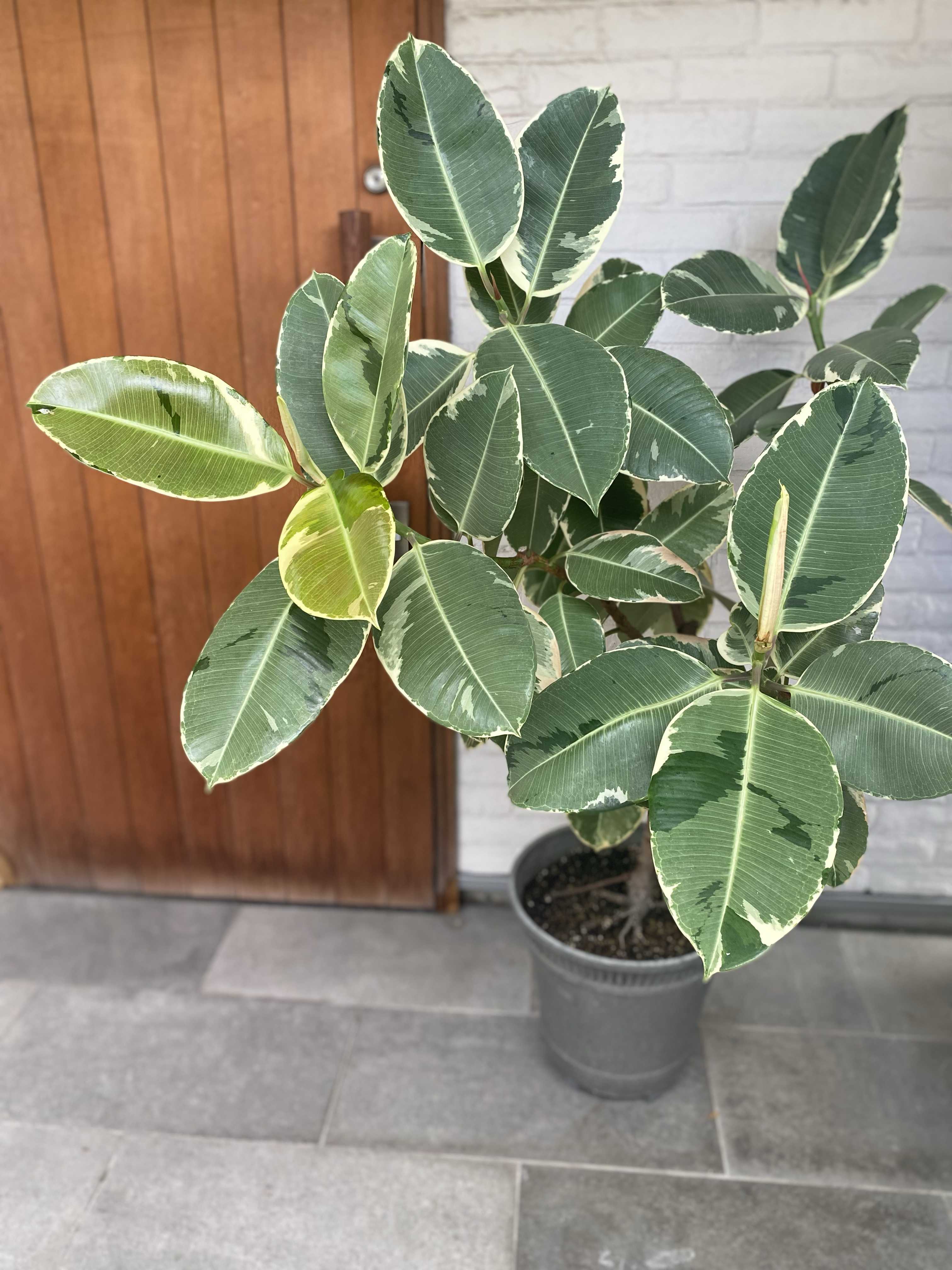 フィカス・エラスティカ 'アサヒ'の一覧|🍀GreenSnap(グリーン フィカス・エラスティカ 'アサヒ'の一覧|🍀GreenSnap(グリーン