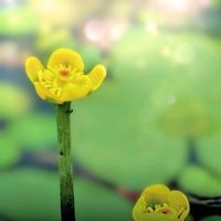 コウホネ,水生植物,在来種,河骨(コウホネ),スイレン科コウホネ属の画像