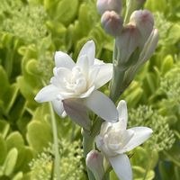 チューベローズの画像