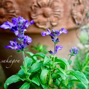 サルビア ファリナセア(ブルーサルビア),テラコッタ,ナチュラルスタイル,映画の日,1日は映画の日の画像