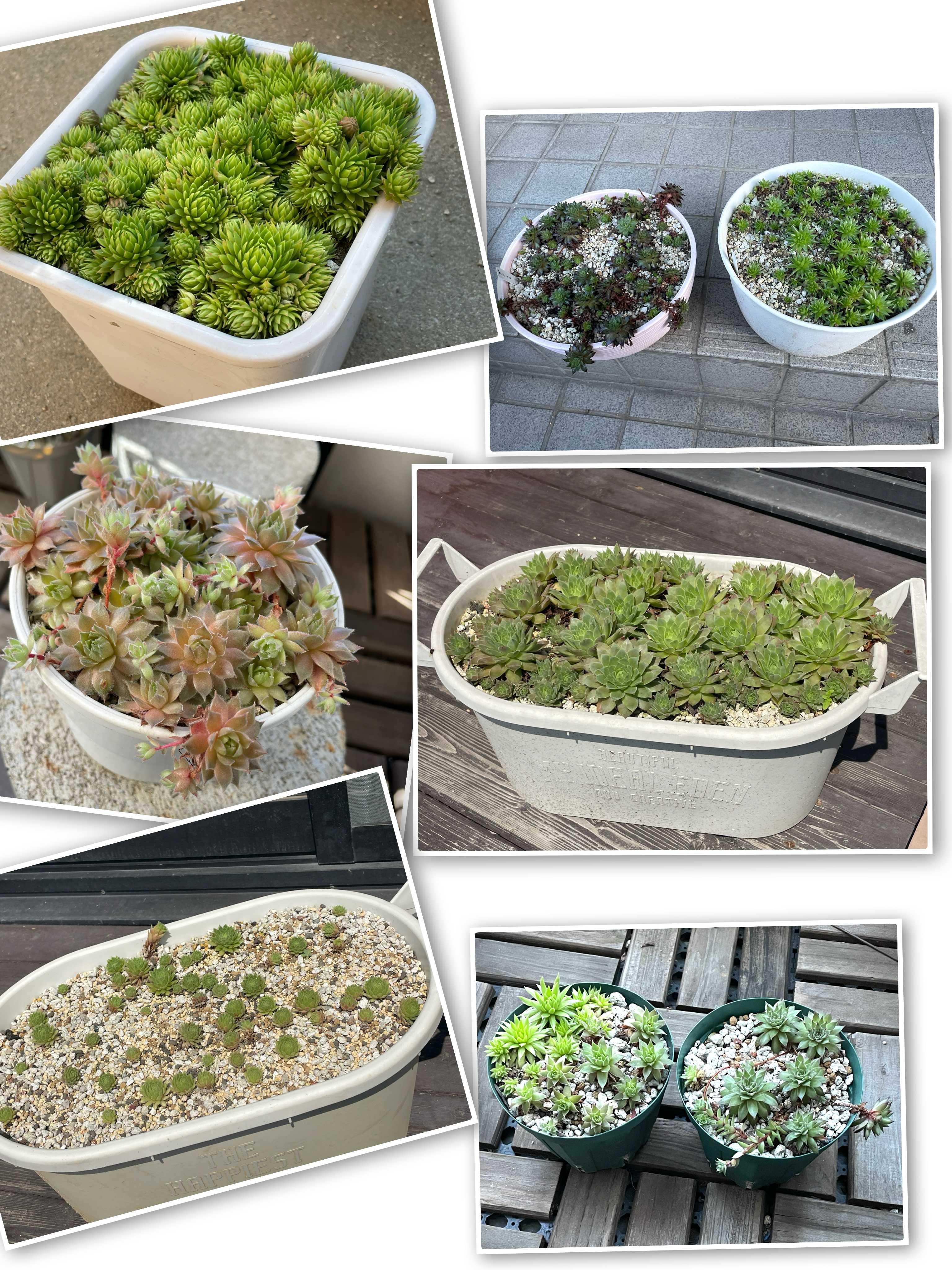 赤と緑のグラデーションが美しい！多肉植物の「夕映え」とは