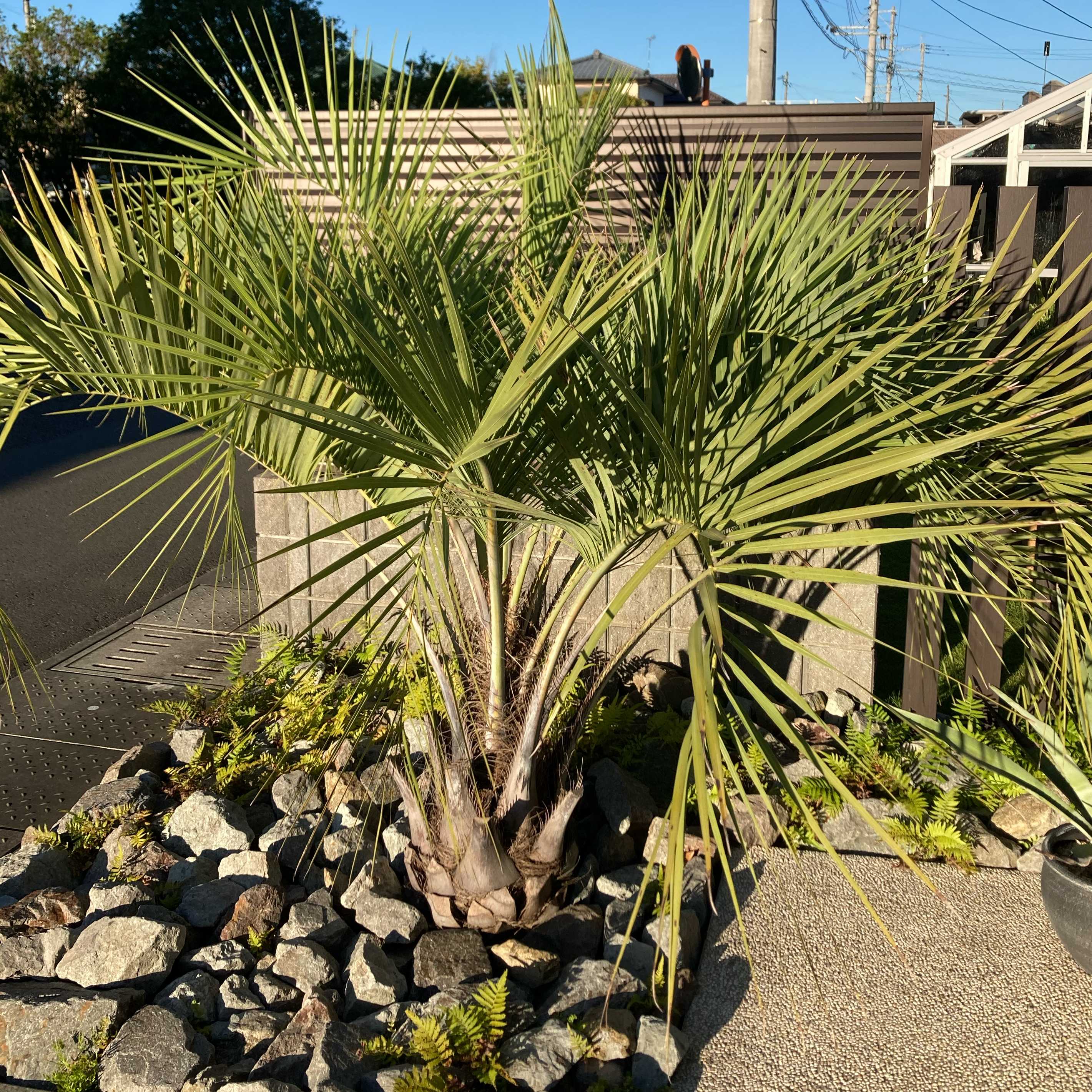 ココスヤシの記録｜🍀GreenSnap（グリーンスナップ）