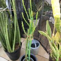 ユーフォルビア オンコクラータ,ユーフォルビアの画像