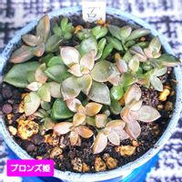 グラプトペタルム　ブロンズ姫, ブロンズ姫,葉挿し,グラプトペタルム,植物男子ベランダーの画像