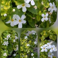 イソトマ,トレニア,ニーレンベルギア,バコパ,ルリマツリの画像