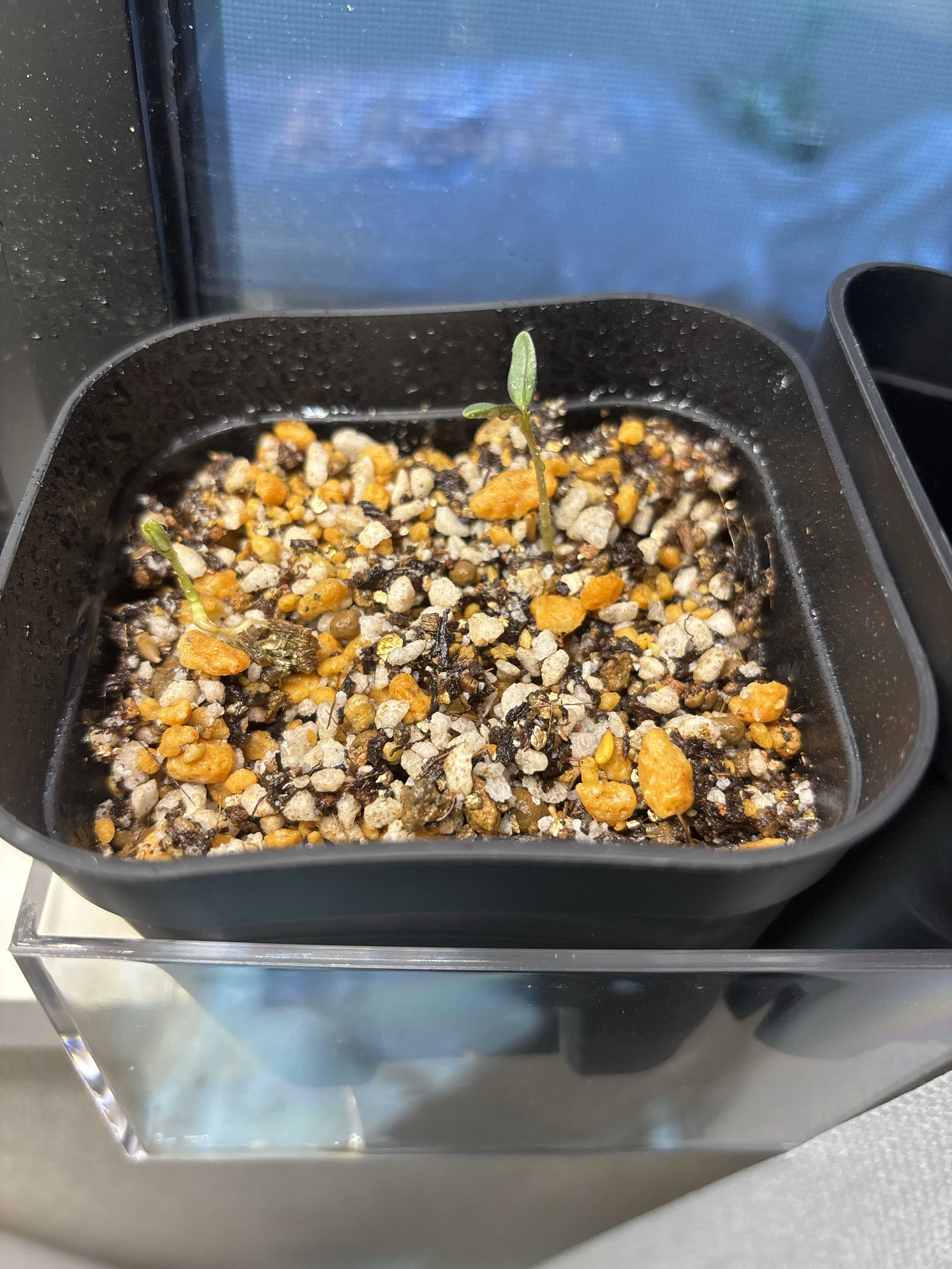 モンソニア パターソニーの一覧｜🍀GreenSnap（グリーンスナップ）