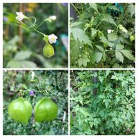 キツネノカミソリ,ハナショウブ,フウセンカズラ,フウセンカズラ,ヒオウギの画像