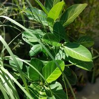 フィカス ベンガレンシス,観葉植物,熱帯植物,botanical life,こまりねこ ベンガレンシスの画像