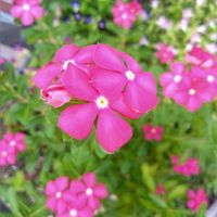 トレニア,ニチニチソウ,ニチニチソウ,ホトトギス,ホトトギスの画像