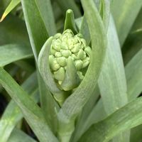 チューベローズ,チューペローズ,ガーデンチューベローズの画像