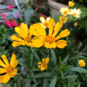 コレオプシス,マンション,花手水の画像