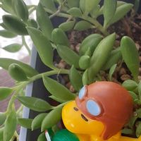 三日月ネックレス,多肉植物,セネシオ属,多肉植物初心者,しあわせ運べるようにの画像