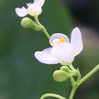 フウセンカズラ,うちの個,ちっちゃいさん,巻きひげマニアの画像