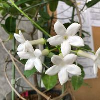 マダガスカルジャスミンの画像