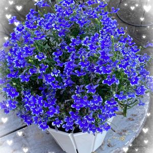 ロベリア,ロベリア キュラソー,花のある暮らし,お祝い花,青い花マニアの画像