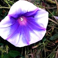 アサガオ,アサガオ,早乙女花,早乙女花,イワダレソウの画像