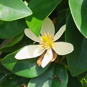 カラタネオガタマ,外出先にての画像