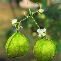 フウセンカズラ,フウセンカズラ（風船葛),一年草,今日のお花,ムクロジ科フウセンカズラ属の画像