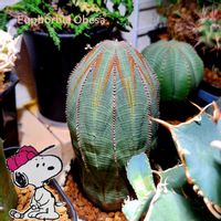 サボテン,オベサ,アドロミスクス属,永楽,ユーフォルビア属の画像