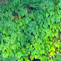 イワタバコ,イワタバコ,イワタバコ(山野草),山野草,野草の画像