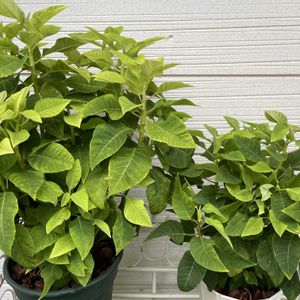 プリンセチア,プリンセチア,クリスマスホーリー,クリスマスホーリー,西洋柊(クリスマスホーリー)の画像