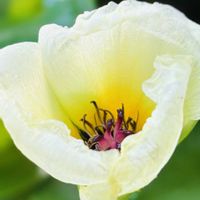 ウォーターポピー,ウォーターポピー（ミズゲナシ）,メダカ♪,ウォーターポピーの蕾,ウォーターポピーの花の画像