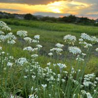 ハナニラ,散歩道,GSに感謝。,いつもの散歩道,みんなが幸せに〜〜♡の画像