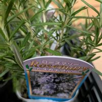 タイム,ローズマリー,ディル,マジュラム,ハーブの画像