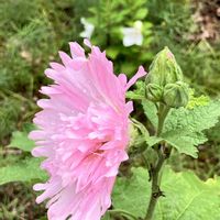 タチアオイ,日陰育ち,寒冷地,雨不足,極暑の画像