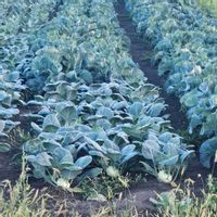 野菜,コールラビ, ケール,畑の画像