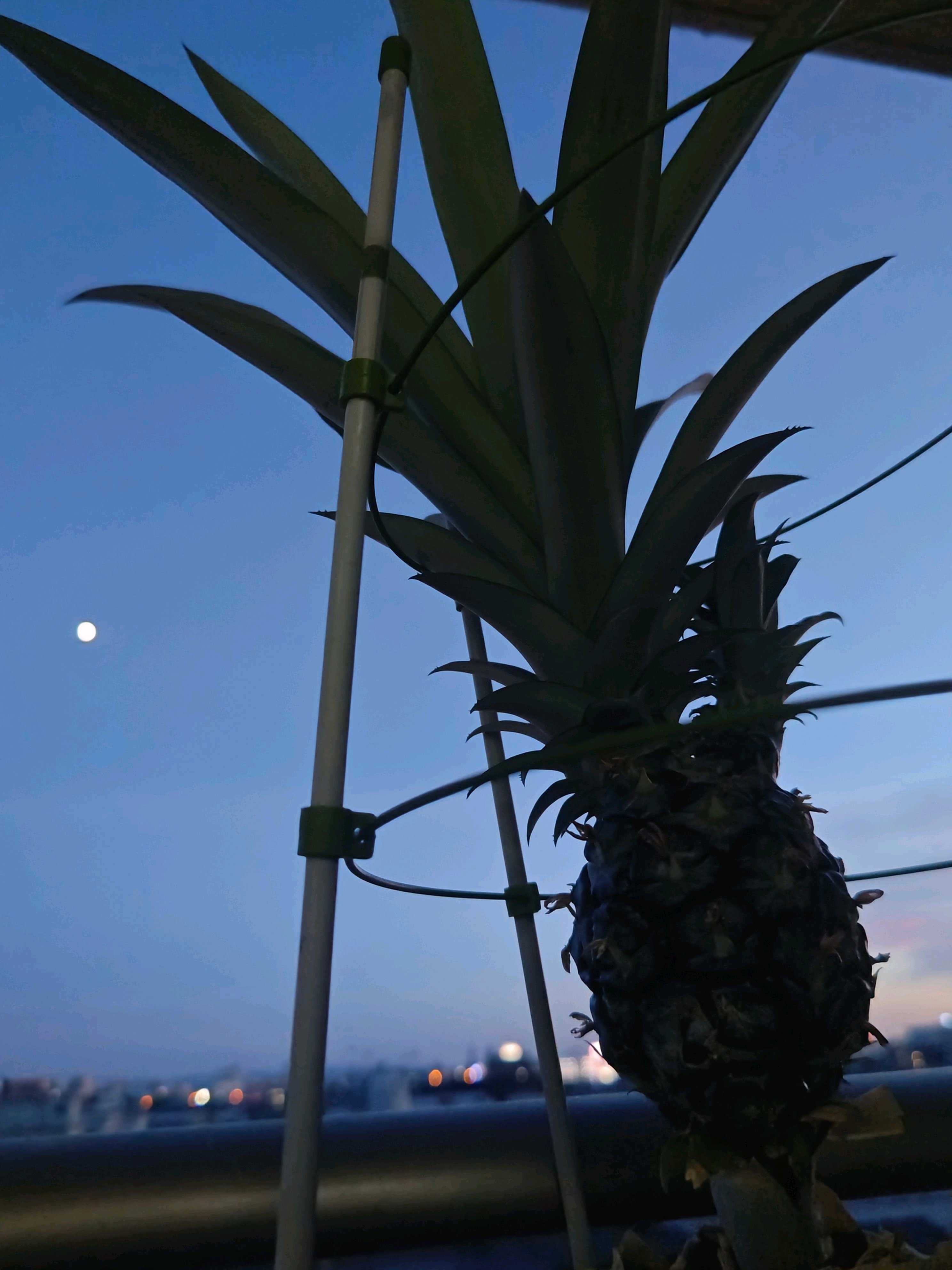 No.92 パイナップル🍍のクラウンから再生栽培、4年めの戦い 