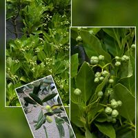 オリーブ,サフィニア,ヨウシュヤマゴボウ,ヒオウギ,サンビタリアの画像