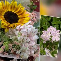 バーベナ,ヘチマ,ペチュニア,サフィニア,サフィニアの画像