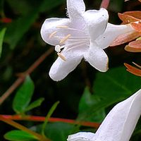 エキナセア,オキザリス,アベリア,イトソマ,ウエストリンギア（オーストラリアンローズマリー）の画像