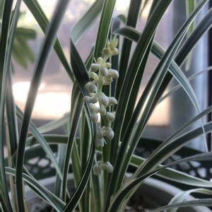 観葉植物,マンション,リビング・ダイニングの画像