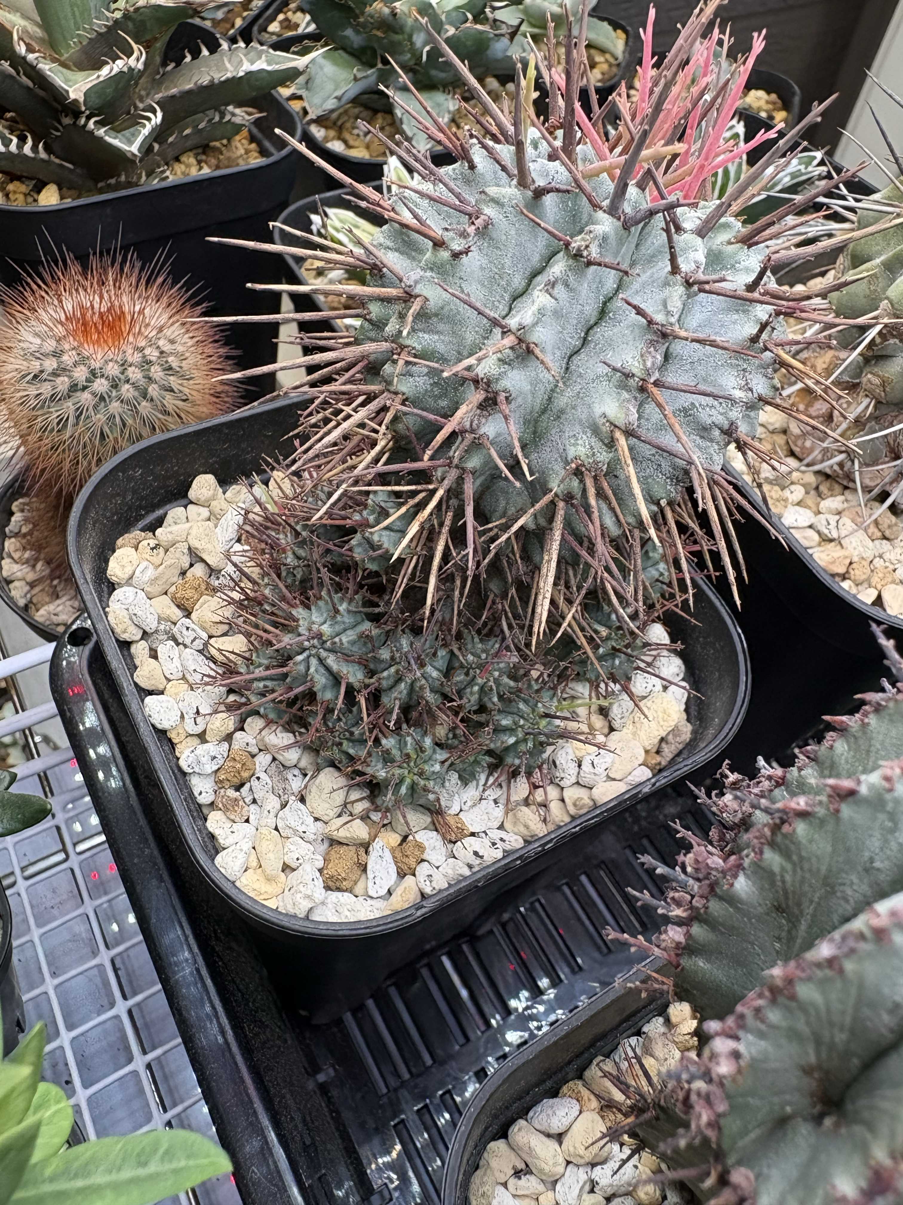 ホリダ　確認用 ユーフォルビア ホリダ （関上系）【123】 | PROTOLEAF プロトリーフ