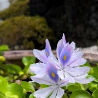 ホテイアオイ,水草,ホテイアオイ(布袋葵),ミズアオイ科ホテイアオイ属,浮遊生多年草の画像