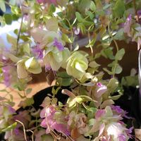 オレガノ ケントビューティー,初心者,ベランダガーデニング,初めて育てる,手探り状態の画像