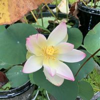 ハス,そら豆,小豆,カールくん,カールくんの画像