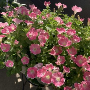 サフィニア,サフィニアアート,サフィニアアート・ももいろハート,サマーミスト,ピンクの花の画像