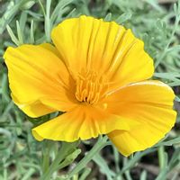 カリフォルニアポピーの画像